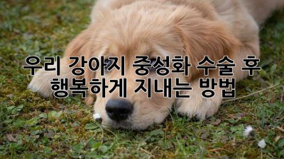 우리 강아지, 중성화 수술 후 행복하게 지내는 방법